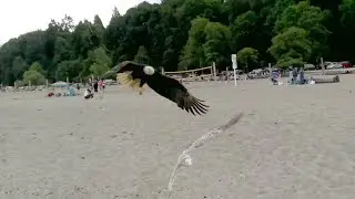 Crows attack bald eagle attacking young seagull  - Spanish Banks, Vancouver