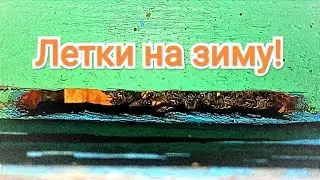 Летки на зиму, где садятся семьи осенью. Как же пчёлы сами закрывают летки, смотрим наглядно.