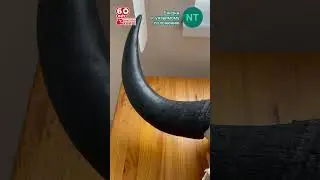 Зубр 