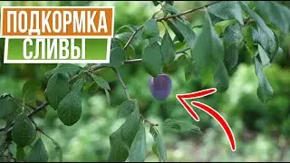 Как я выращиваю очень вкусную сливу  ☘  100% Урожай сливы ☘ Подкормка сливы