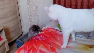 Лорик знакомиться с Алексом