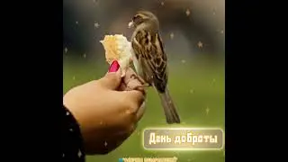 Всемирный день доброты