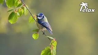 Forest Bird Sounds by the River in the Spring Forest- Long Sleep & Relaxation