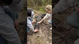Ангелина и Гордей поймали аллигатора!