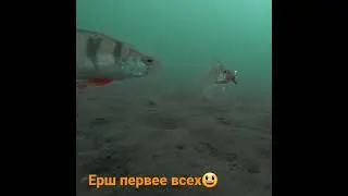 Ёрш не даёт клюнуть окуню