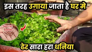 घर में धनिया उगाने का आसान तरीका | grow coriander dhaniya kaise ugayein | GARDENING | Daily Vlogs