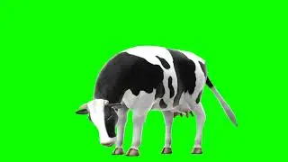 GFM - 4K/HD - Royalty Free Download - Cow 2 - Green Screen - Animation - FX - Cinematic Special FX