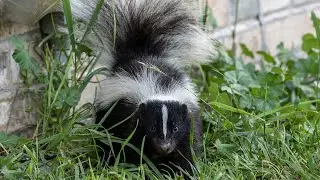 Skunk sound effect