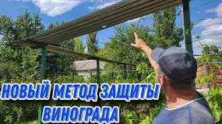 Защищаем виноград по новой методике