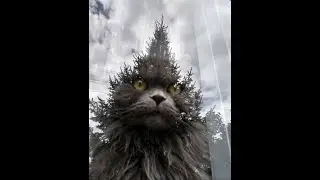 😺 Cat illusion! 🐈 Funny video with cats and kittens for a good mood! 😸