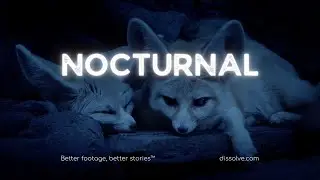 Nocturnal