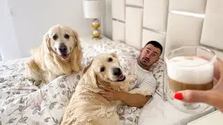 How a Dog Owner Wakes Up in the Morning [Try Not To Laugh]