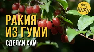 РАКИЯ из ГУМИ (лох многоцветковый).  Напиток просто Сказка.  Как правильно сделать. // Олег Карп