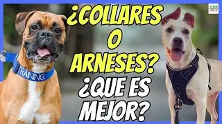 🔴 COLLARES Y ARNESES PARA PERROS ¿CUAL ES MEJOR? VENTAJAS E INCONVENIENTES 🔴