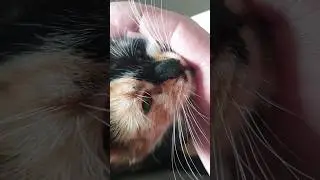Котячі пестощі | Підшефні ЗСУ