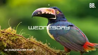 4K Wednesday Rainforest Screensaver with Nature Sounds | 4K Wild Jungle for 4K TV, Samsung, LG, PC