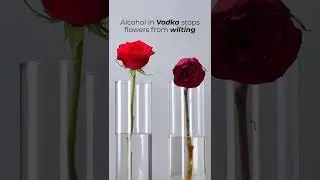 Make your flowers last longer 