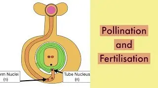 Pollination and Fertilisation-Video 3 Sexual Reproduction in Plants-Leaving Cert Biology