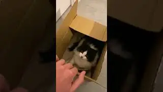 Cat in a Box - (LOL!) Peek a Boo 😁