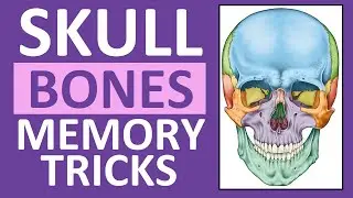 Skull Bones Mnemonic (Cranial and Facial Bones) | Anatomy and Physiology