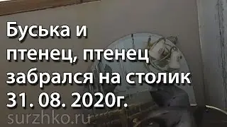 Буська и птенец, птенец забрался на столик 31. 08. 2020г.