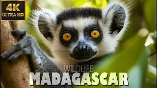 4K MADAGASCAR WILDLIFE | 60FPS Incredible Nature and Wildlife of Madagascar with Relaxing Music ♫