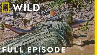 Crocs vs Sharks: World's Deadliest Predators (Full Episode) | The Croc that Ate Jaws