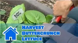 Growing Greens : How to Harvest Buttercrunch Lettuce