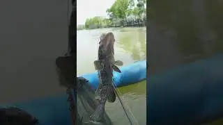 strike ikan kerapu besar 