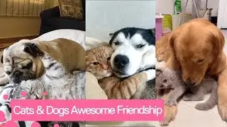 Cats And Dogs Being Best Friends - Cat and Dog Friendships