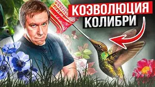 Колибри развивается одновременно с цветком. Стендап с картинками