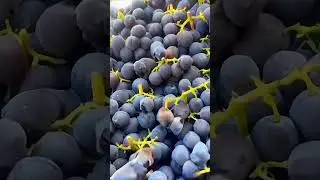 Grape puppies by Secret Vlog