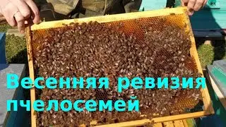 весенняя ревизия пчелосемей