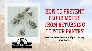 How to Prevent Flour Moths from Returning to Your Pantry