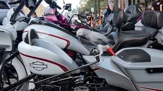 African Grey Parrot rides Harley Davidson Road Glide Aka Birdman. Lonestar Rally in Galveston Tx.