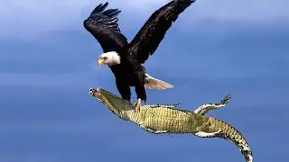 ПТИЦА , КОТОРАЯ РАЗВИВАЕТ СКОРОСТЬ ДО 390 км/ч Самая быстрая птица в мире