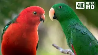 THE MAGICAL WORLD OF PARROTS | WONDERFUL RELAXING SOUNDS | BIRDS SOUNDS | SOOTHING NATURE |