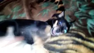 СОБАКА И ИГРУШКА