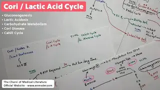 Cori Cycle | Biochemistry Lectures | TCML