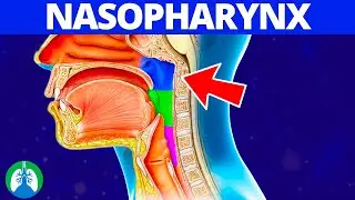 Nasopharynx (Medical Definition) | Quick Explainer Video