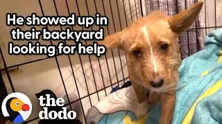 Terrified Stray Puppy Becomes The Biggest Cuddle Bug | The Dodo