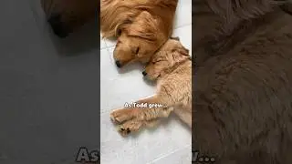My dog becomes a father...