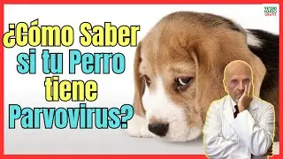 💔 ¿COMO SABER SI MI PERRO TIENE PARVOVIRUS? 💔