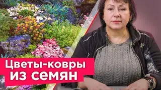 ХОТИТЕ КОВЕР ИЗ ЦВЕТОВ? Просто посейте эти растения! Растут быстро и не требуют особого ухода!