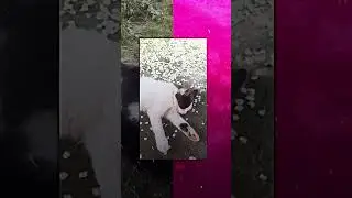 Edit￼😍💋👑🐱 #тренды #cats #cutecats #funnycatsvideos #врекомендации #edits