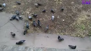 Pigeons eat 2