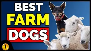 Top 10 Best Farm Dog Breeds