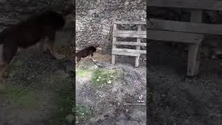 Спасение животных, помощь бездомным животным. Вывезли новых на трассу, одни рёбра. Вы не люди.