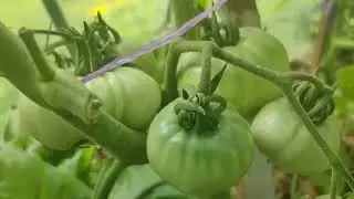 Как остановить  ФИТОФТОРУ на томатах???