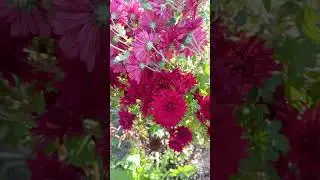 Хризантемы 19 октября